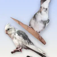 گمشده اطراف ششگلان