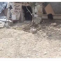 کبوتر