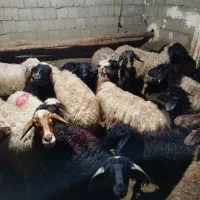 گوسفند برای عید قربان
