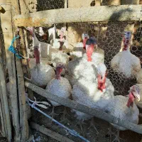 فروش بوقلمون ارگانیک
