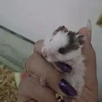 همستر بازیگوش ماده