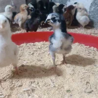 جوجه لاری و اوشامو گلپایگانی مرغ و خروس