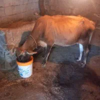 ۱۲۳|حیوانات مزرعه|مرادلو, |دیوار