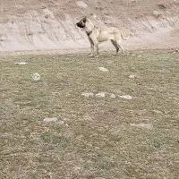 سگ ماده