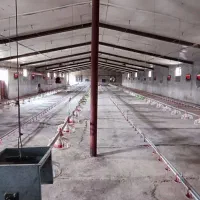 مرغداری مجوزدار با پتانسیل رشد، آماده تحویل
