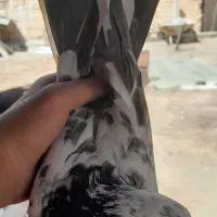 کفتر