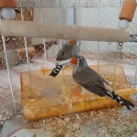 فنچ
