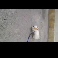 سگ پامر روباهی سفید رنگ‌ زیبا