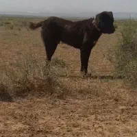 سگ‌خراسانی