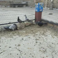 کفتر|پرنده|قائن, |دیوار