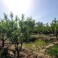 ۹۵۰متر باغ در آبسرد پزشکان (خ خلیج فارس) سندتکبرگ
