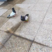 یک جفت سینه سیاه