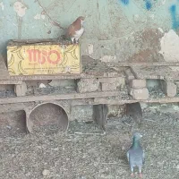 کبوتر