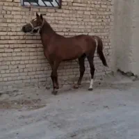 اسب کرد فوری فوری|اسب و تجهیزات اسب‌سواری|سردرود, |دیوار