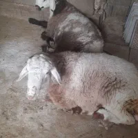 بره نر پنجاه کیلویی