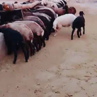 بره|حیوانات مزرعه|شهریار, شهریار|دیوار