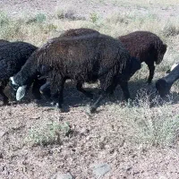 کوچ اصیل شال مخصوص نسل کشی