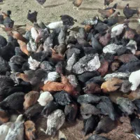 مرغ وخروس