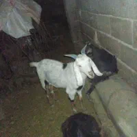 بز فروشی