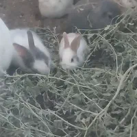خرگوش