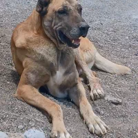 سگ خراسانی پاش میلنگه