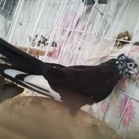 کبوتر رنگی سفید کله زرد و هندی و بوشهری