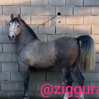 اسب نریان اصیل شناسنامه دار