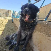 دوتا سگ نقنه گم شده