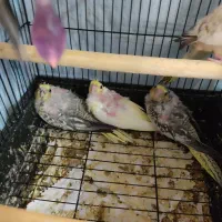 عروس هلندی
