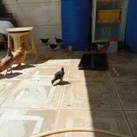 جوجه ومرغ تخم گذار.
