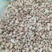 لوبیا چیتی خوش پخت تازه
