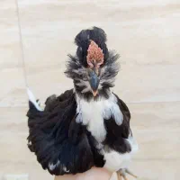 نیمچه خروس گلین