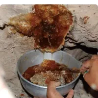 عسل کوهی وحشی درجه یک