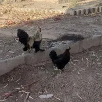 مرغ و خروس