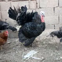 بوقلمون سینه پهن ، درشت