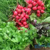عمو سبزی فروش  نیم کیلو ببرین رایگان