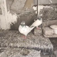 شیش کفتر . تیدی