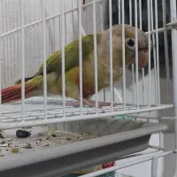 گرین چیک  میزنم با ماده