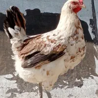 مرغ لری گلین