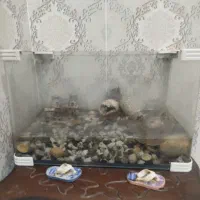 اکواریوم