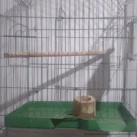 قفس حراج به قیمت مناسب کاسکویی هست