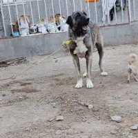 سگ سراب اصیل چهار سال