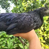 جوجه مرغ ایام سمانی اندونزی سیاه