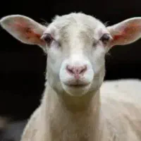 دامداری گوسفند