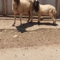 میش بره داشتی جوان