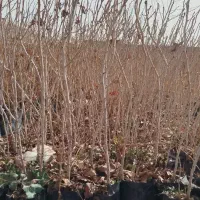 نهال گلدانی پسته طبیعی