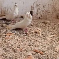 کبوتر تزیینی