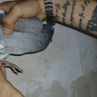 کفتر|پرنده|نورآباد, |دیوار