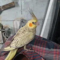 پرنده هلندی دستی