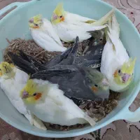 جوجه یک ماهه لوتیتو و سی‌نامیون